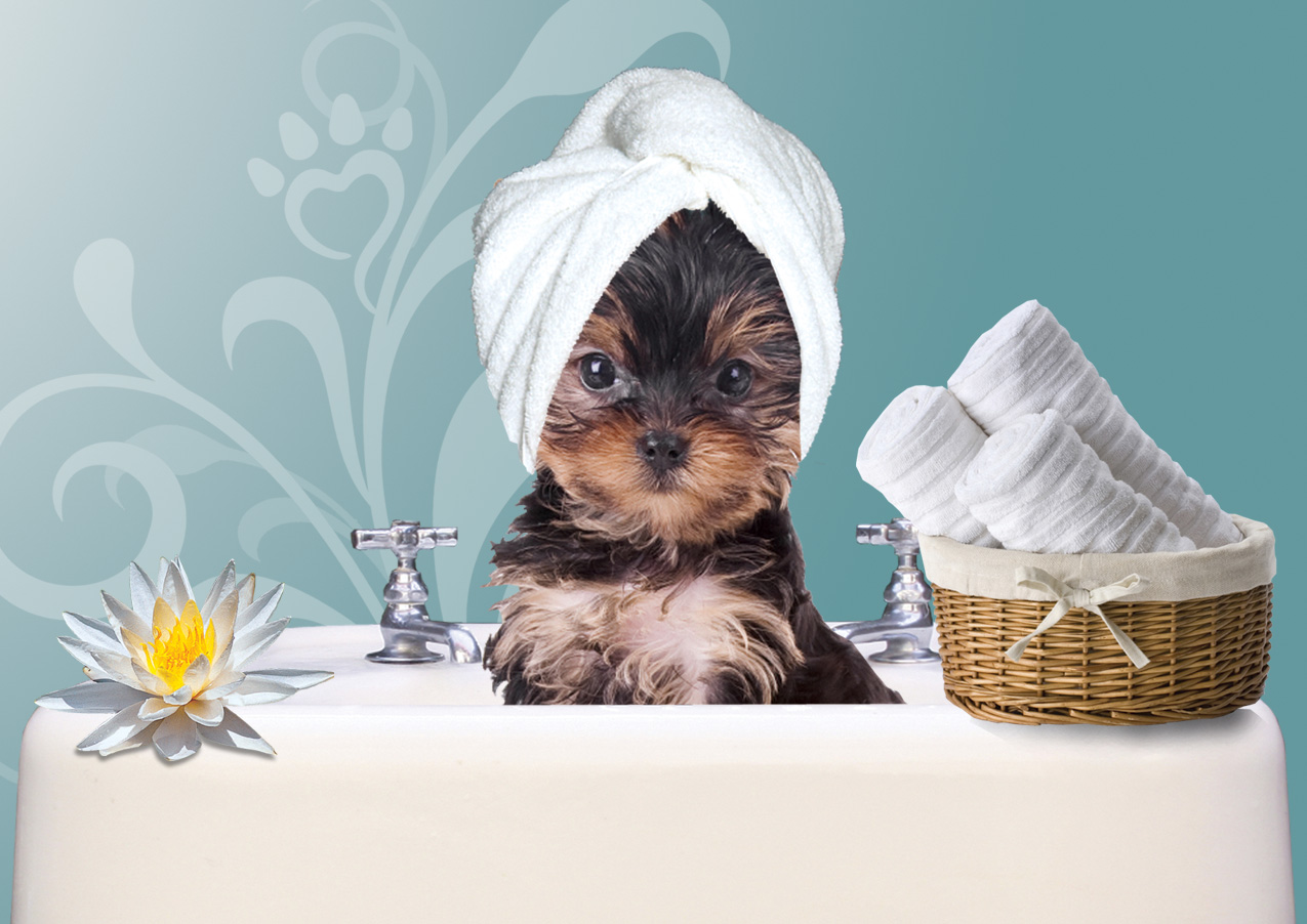 puppy spa